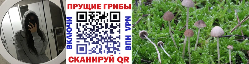 OMG ССЫЛКА  Николаевск-на-Амуре  Галлюциногенные грибы Psilocybe 